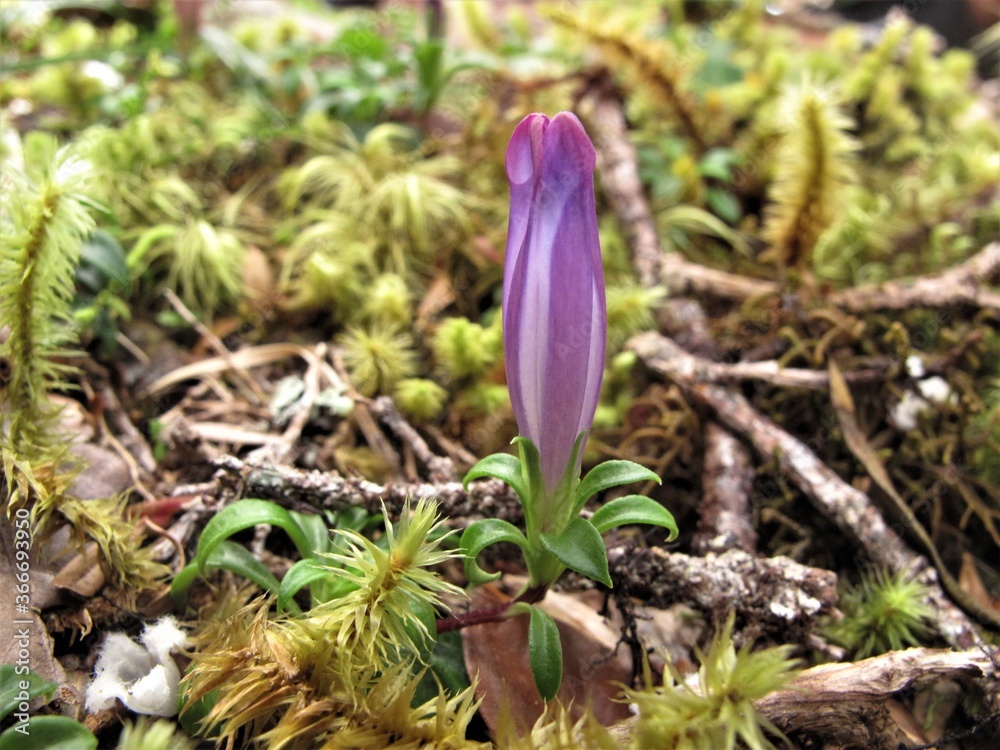 Photo of Crocus purple flower in the jungle Photo of Crocus purple flower in the jungle