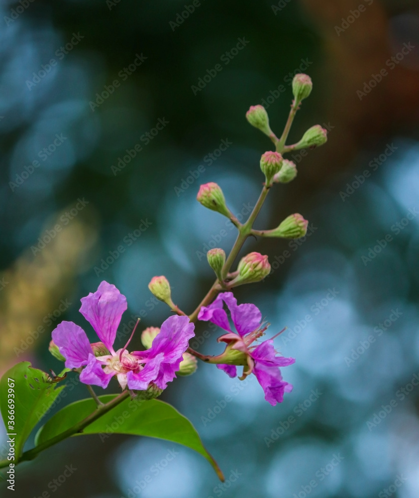 pink magnolia flowers