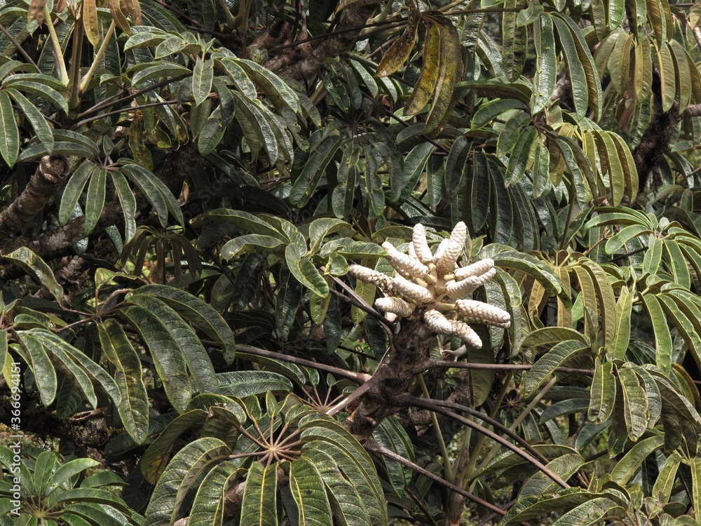 Fototapeta premium Photo of Schefflera digitata plant or the pate, or seven finger or umbrella tree in the forest