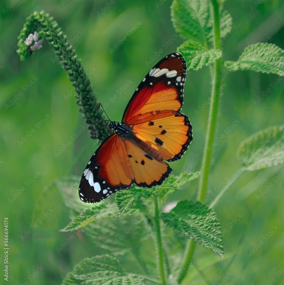 butterfly on flower butterfly on flower