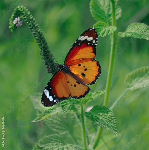 butterfly on flower