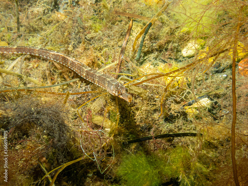 A closeup picture of an Entelurus aequoreus or snake pipefish. Picture from a seascape in Oresund  Malmo southern Sweden