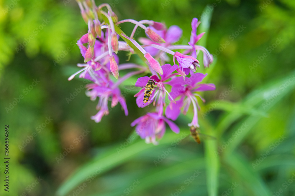 Beautiful violet wildflower with an insect, a hoverfly, also called flower fly or syrphid fly. Picture from Scania, southern Sweden Beautiful violet wildflower with an insect, a hoverfly, also called flower fly or syrphid fly. Picture from Scania, southern Sweden