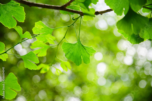 Leaves of Ginkgo Biloba. Relict Ginkgo biloba tree. Medicinal plant. Green background with ginkgo biloba.