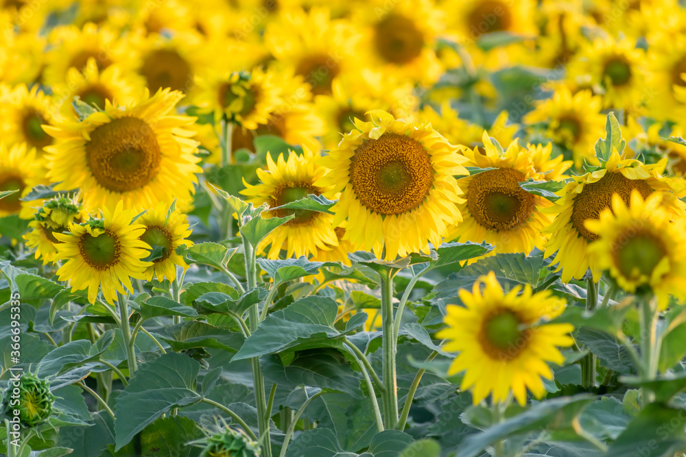 Fototapeta premium Sunflowers in a field before sunset