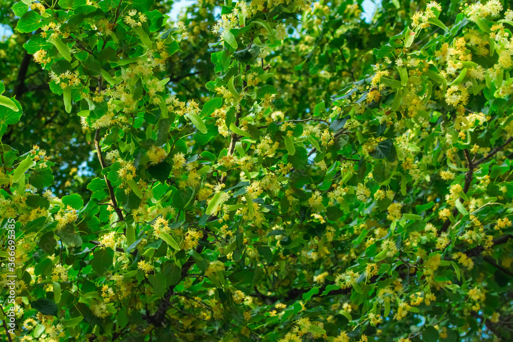 Linden blossom on linden branches. Linden flowers on the tree. Background from a blossoming linden tree on the branches of a tree. Linden blossom on linden branches. Linden flowers on the tree. Background from a blossoming linden tree on the branches of a tree.