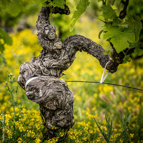 Vigne en cotes du Rhône photo