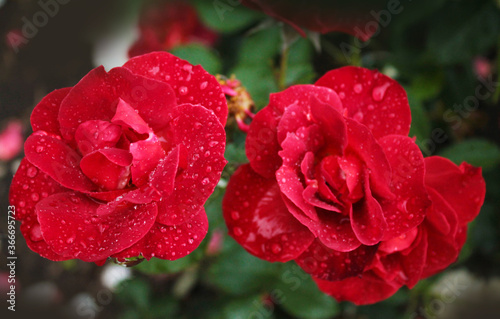 Two red roses bathe in the morning dew