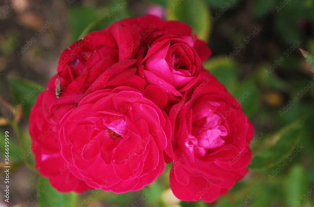 A transparent inflorescence of delicate scarlet roses invited a fly to visit A transparent inflorescence of delicate scarlet roses invited a fly to visit