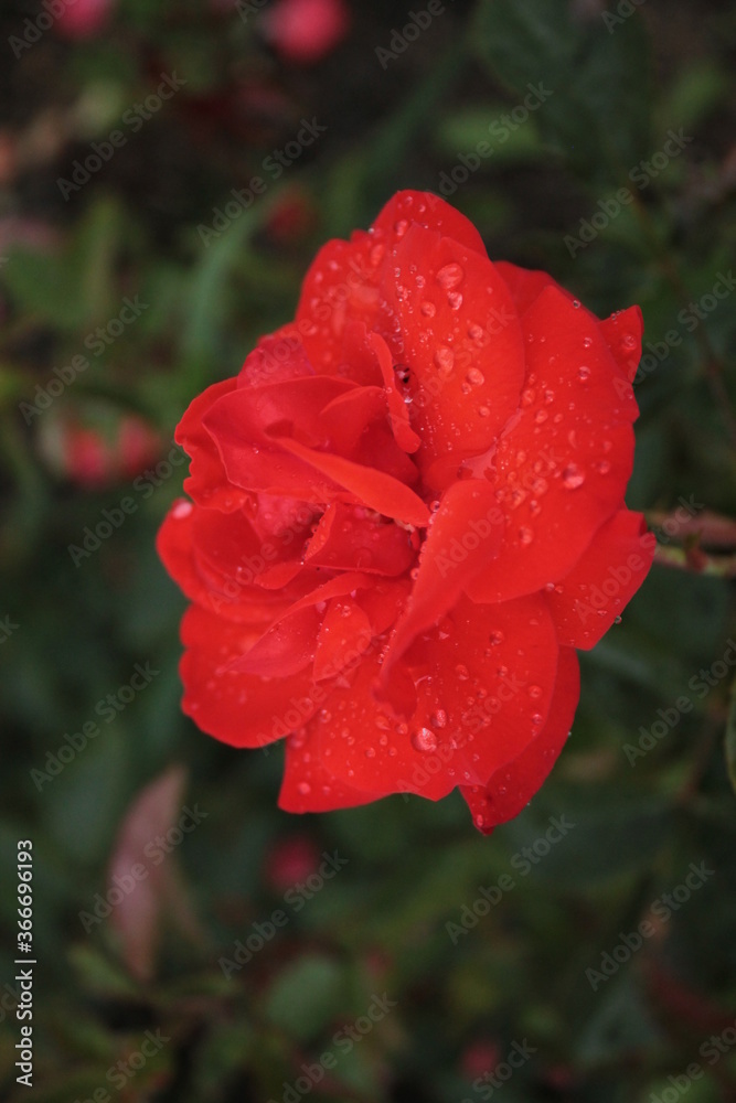 The red rose bathes in the morning dew The red rose bathes in the morning dew