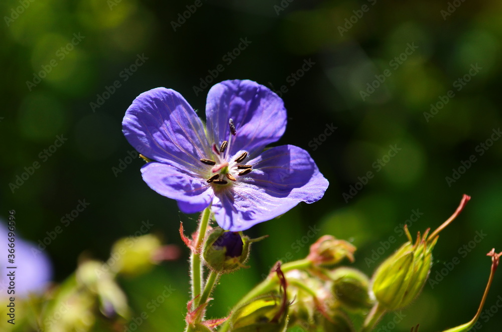 Cranesbills group of flowers, Geranium Rozanne in bloom Cranesbills group of flowers, Geranium Rozanne in bloom