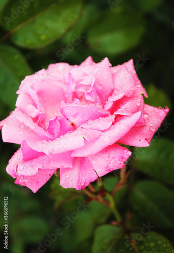 Delicate rose bathes in the morning dew