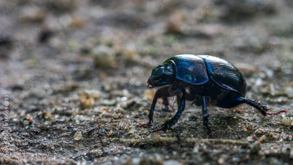 Spring dor beetle walking on the ground.