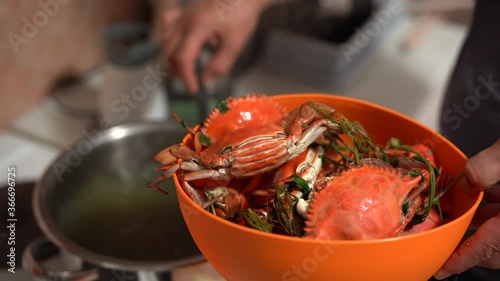 The cook takes out the cooked red blue crabs from the pan and folds them into an orange bowl. photo