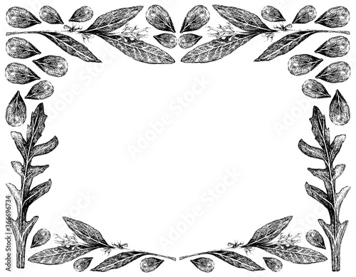 Vegetable Salad, Illustration of Hand Drawn Sketch Delicious Fresh Green Arugula or Rocket Salad with Marjoram or Origanum Majorana and Bay Laurel Frame.
