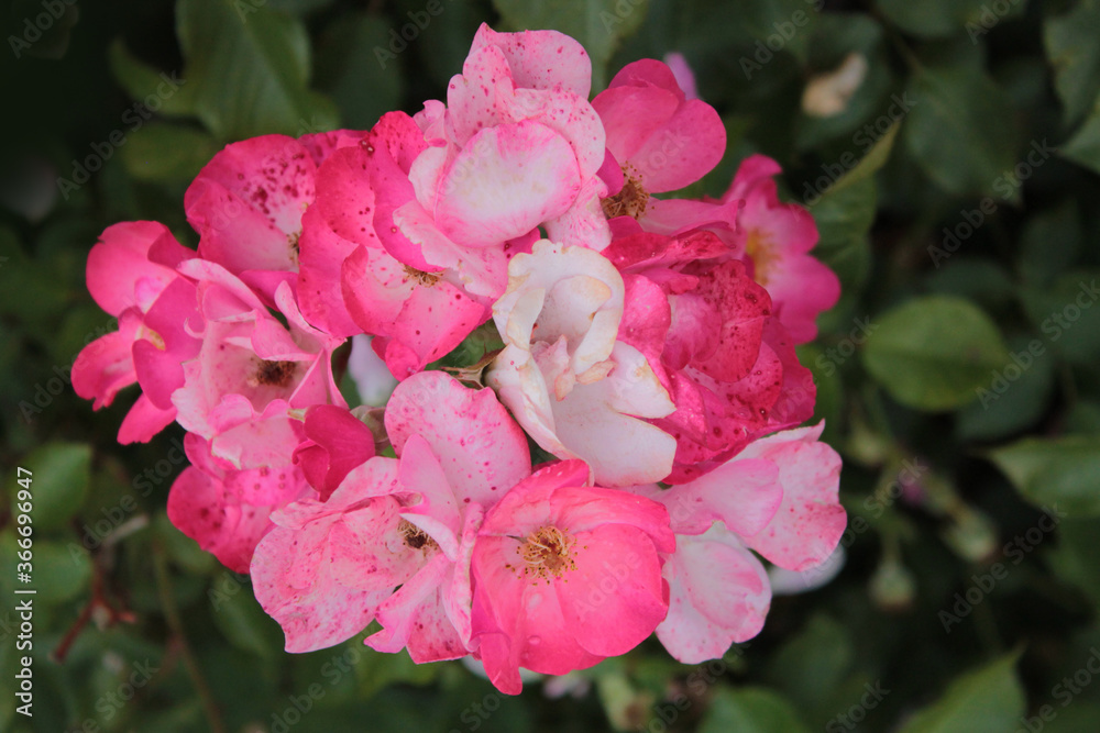 Bright inflorescence of tea roses in the garden Bright inflorescence of tea roses in the garden