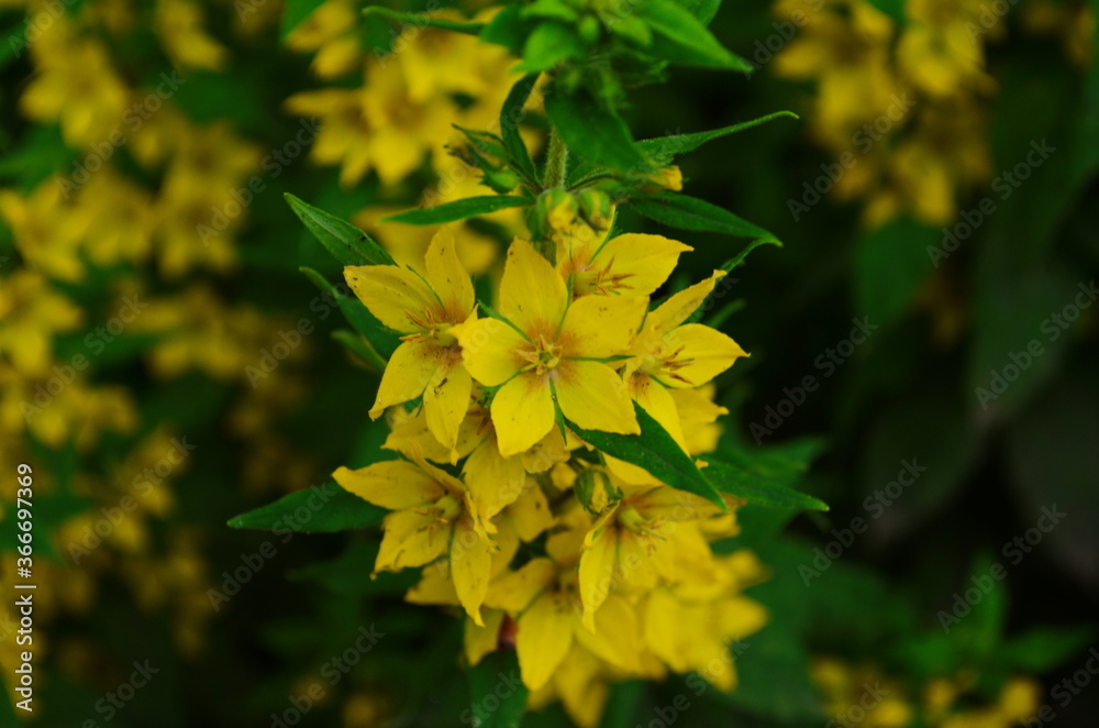 Lysimachia vulgaris. Lysimachia vulgaris. Yellow flowers. Close-up. Flowerbed. Garden. Solar flowers. Horizontal Lysimachia vulgaris. Lysimachia vulgaris. Yellow flowers. Close-up. Flowerbed. Garden. Solar flowers. Horizontal