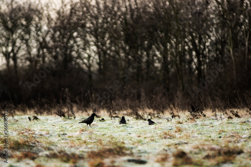 Black crows on a frozen grass meadow © Dario