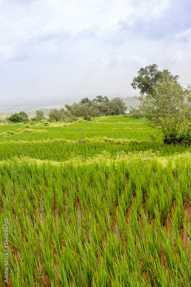 Rice paddy field on mountain slopes of Garbett plateau