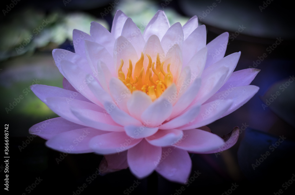 Water lilies - Lotus