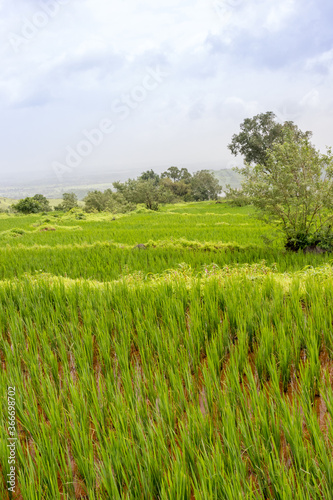 Rice paddy field on mountain slopes of Garbett plateau