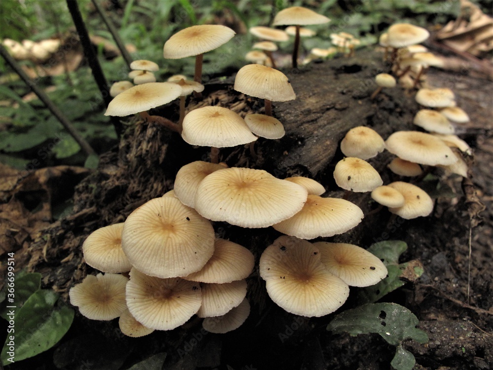 mushrooms in the woods mushrooms in the woods