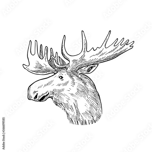 Head of a Bull Moose or Elk Alces Alces Scratchboard Retro Black and White