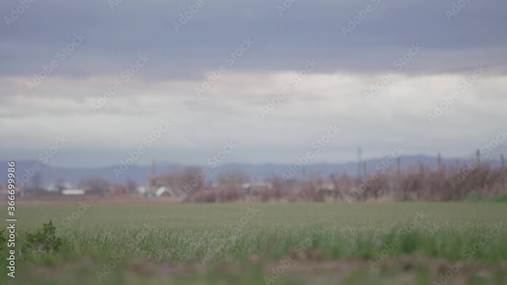 Wind Blowing on Bushes and Grass with Stormy Sky Wind Blowing on Bushes and Grass with Stormy Sky