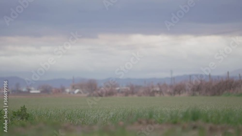 Wind Blowing on Bushes and Grass with Stormy Sky photo