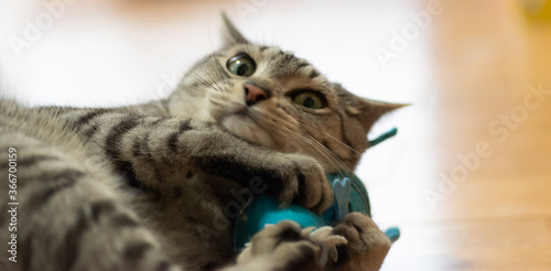 ぬいぐるみで遊ぶ猫　　サバトラ猫