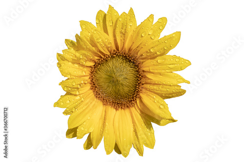 Flower decoration background. Closeup of a beautiful just opened sunflower blossom with water drops after a summer rain isolated on a white background. Macro.