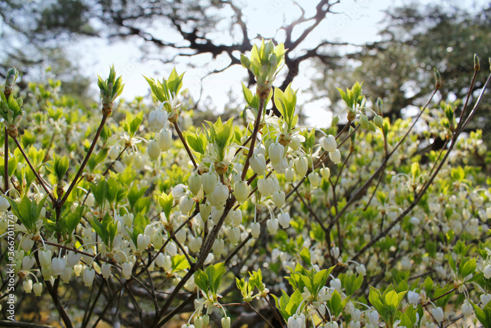 Lily of the Valley during the sunset in Kyoto, Japan