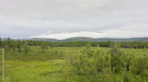 landscape with forest