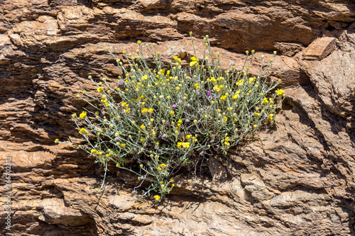 Plant (Helichrysum stoechas ssp. barrelieri (Ten.) grows in a mountain meadow close-up photo