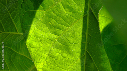 Closeup photography of green leaves with backlight.Horizontal banner.Copy space.