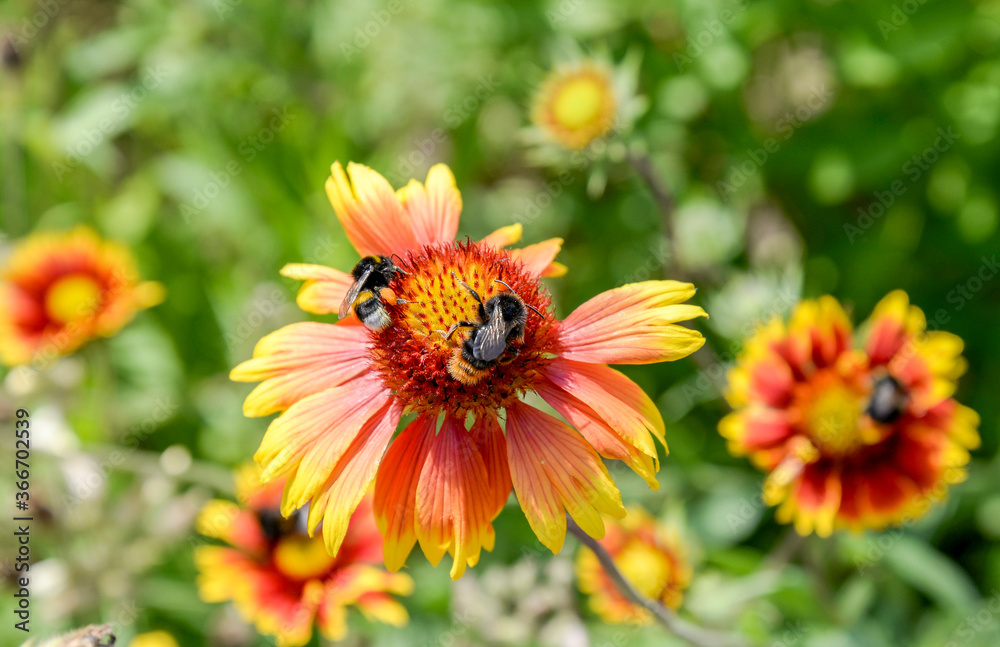bee on gaillardia flower in garden bee on gaillardia flower in garden