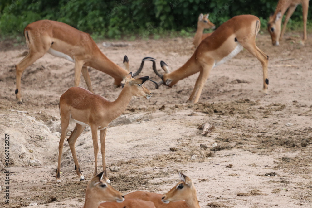 Large groups of Impalas in Chobe National Park in Botswana, Africa Large groups of Impalas in Chobe National Park in Botswana, Africa