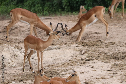 Large groups of Impalas in Chobe National Park in Botswana  Africa