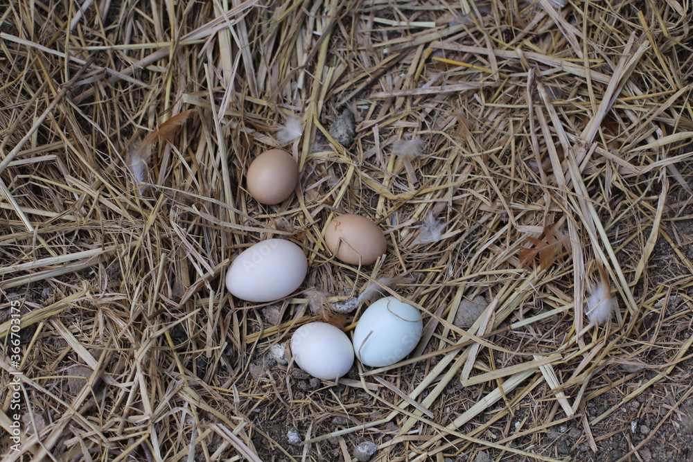eggs in hay