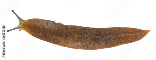 Slug isolated on white background