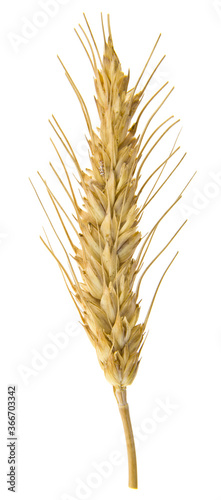 Wheat ear isolated on white background