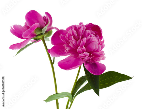 Flowers of pink peonies Isolated on white background