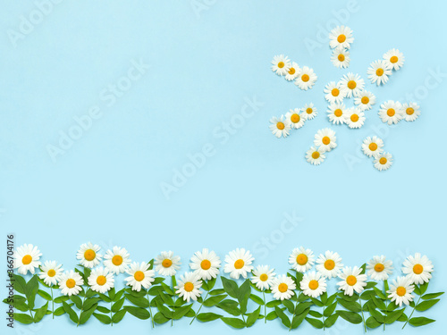 Summer postcard. Meadow of Сamomiles. Flat Lay, copy space. Daisies on a blue background.