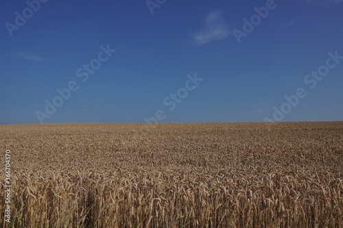 Getreidefeld mit blauem Himmel