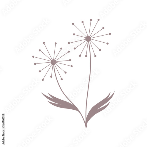 dandelion flowers, vector illustration