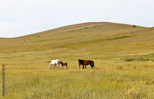 Steppe landscape typical of Olkhon Island on Lake Baikal with meadows and grazing wild horses on a summer day © Katvic