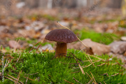 Forest mushroom brown cap boletus growing in the autumn forest among the moss. Edible mushroom (Boletus badius) on sunny autumn day in wood.