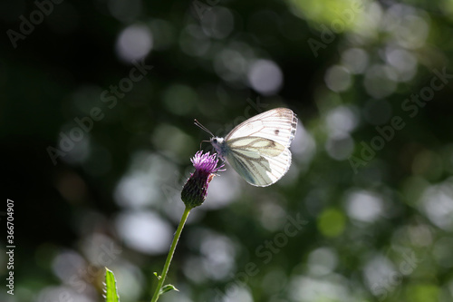Papier peint Black-veined white butterfly sits on a flower