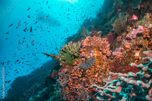 Underwater coral reef scene  colorful corals surrounded by small fish in crystal clear water  Indonesia