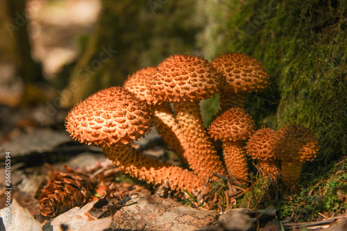 Flake Mushrooms (Oliota squarrosa) in the autumn forest